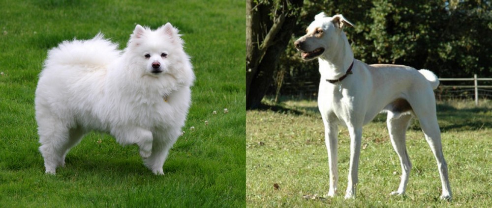 Cretan Hound vs American Eskimo Dog - Breed Comparison