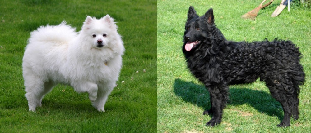 Croatian Sheepdog vs American Eskimo Dog - Breed Comparison