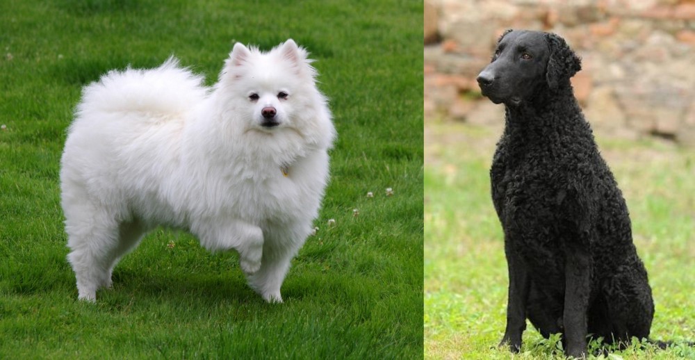 Curly Coated Retriever vs American Eskimo Dog - Breed Comparison