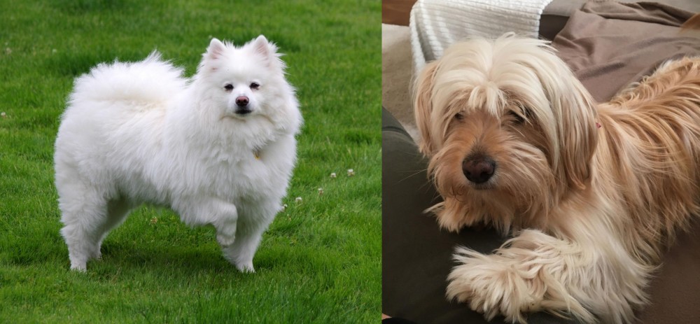 Cyprus Poodle vs American Eskimo Dog - Breed Comparison