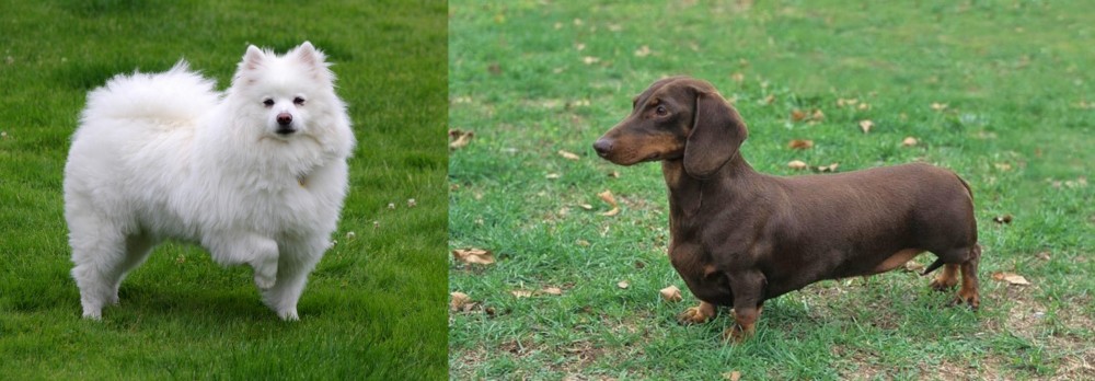 Dachshund vs American Eskimo Dog - Breed Comparison