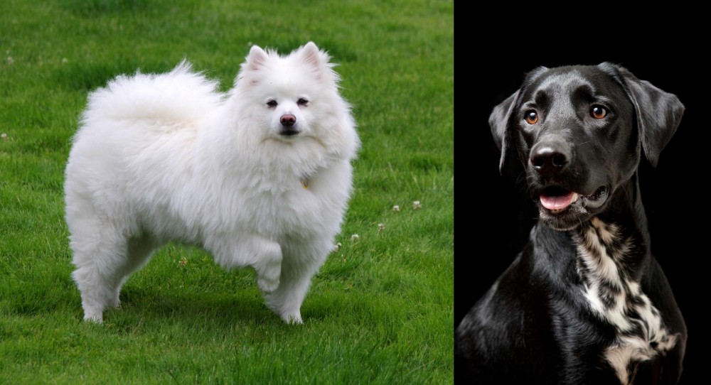 Dalmador vs American Eskimo Dog - Breed Comparison