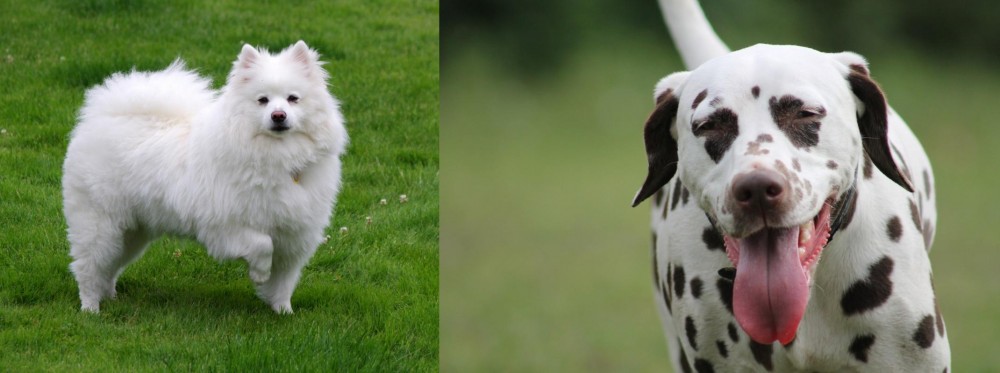 Dalmatian vs American Eskimo Dog - Breed Comparison