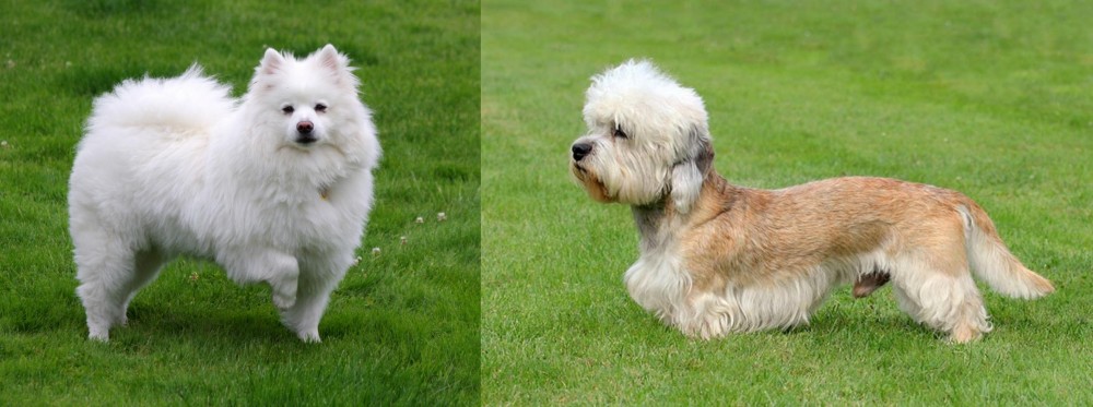 Dandie Dinmont Terrier vs American Eskimo Dog - Breed Comparison