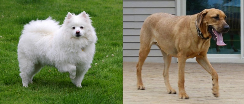 Danish Broholmer vs American Eskimo Dog - Breed Comparison