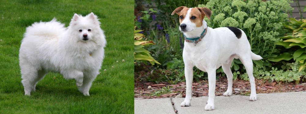 Danish Swedish Farmdog vs American Eskimo Dog - Breed Comparison