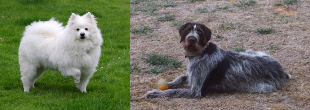 Deutsch Drahthaar vs American Eskimo Dog - Breed Comparison