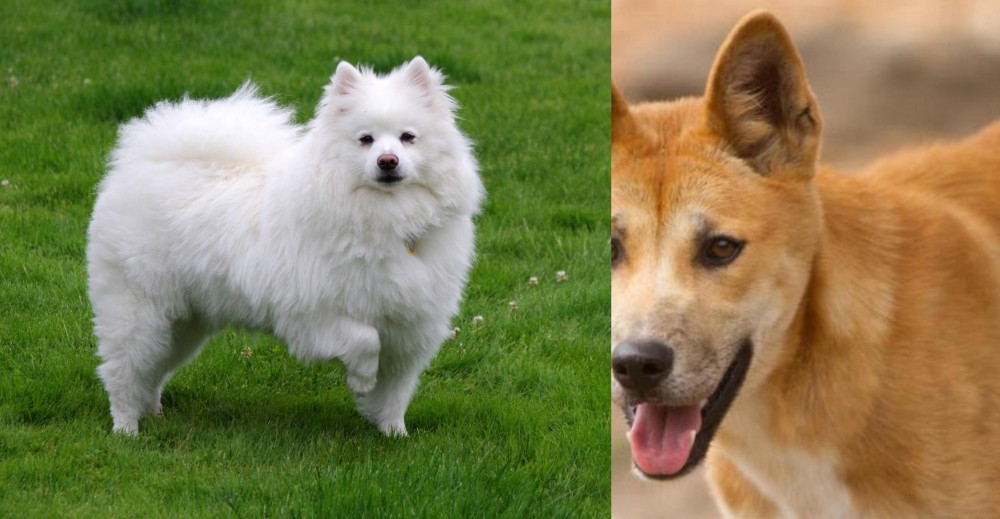 Dingo vs American Eskimo Dog - Breed Comparison