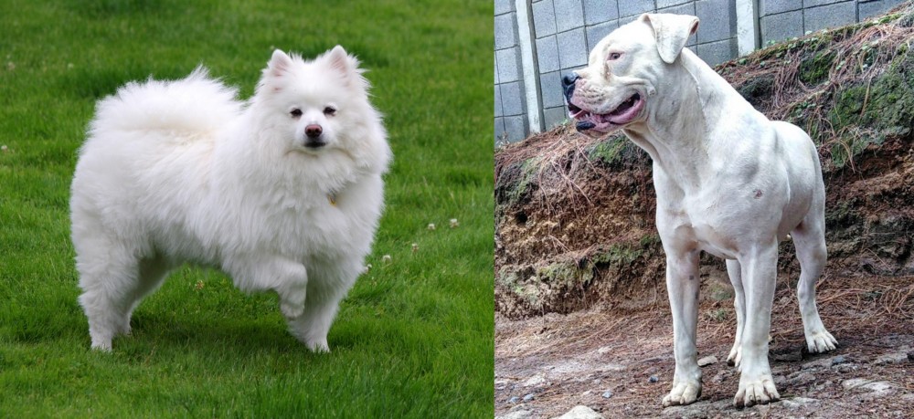 Dogo Guatemalteco vs American Eskimo Dog - Breed Comparison