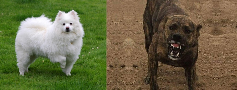 Dogo Sardesco vs American Eskimo Dog - Breed Comparison