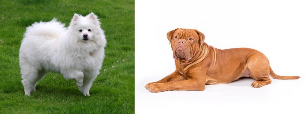 Dogue De Bordeaux vs American Eskimo Dog - Breed Comparison