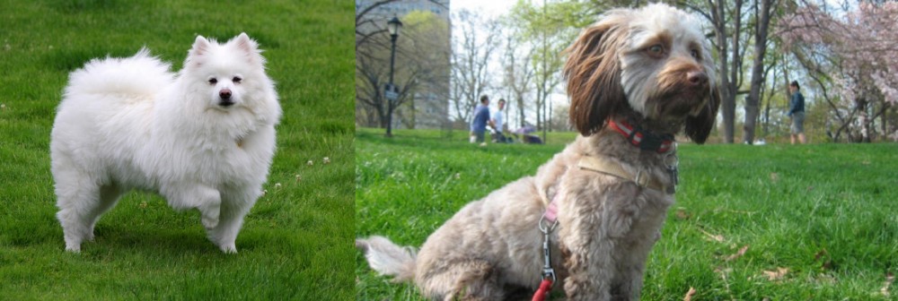 Doxiepoo vs American Eskimo Dog - Breed Comparison