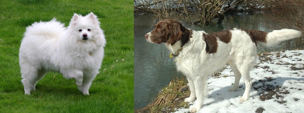 Drentse Patrijshond vs American Eskimo Dog - Breed Comparison
