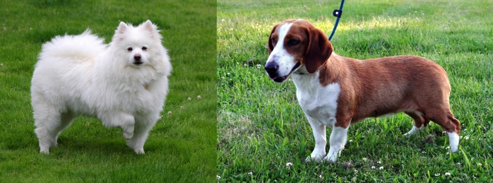 Drever vs American Eskimo Dog - Breed Comparison