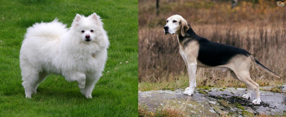 Dunker vs American Eskimo Dog - Breed Comparison