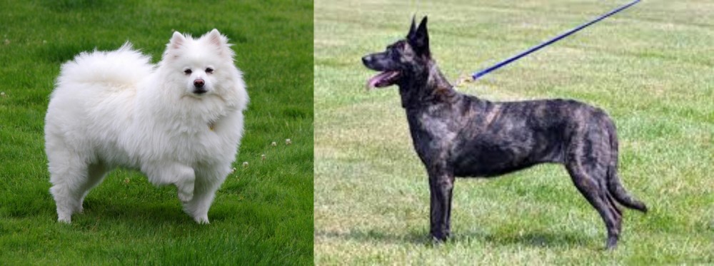 Dutch Shepherd vs American Eskimo Dog - Breed Comparison
