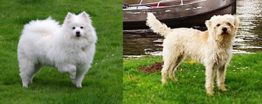 Dutch Smoushond vs American Eskimo Dog - Breed Comparison