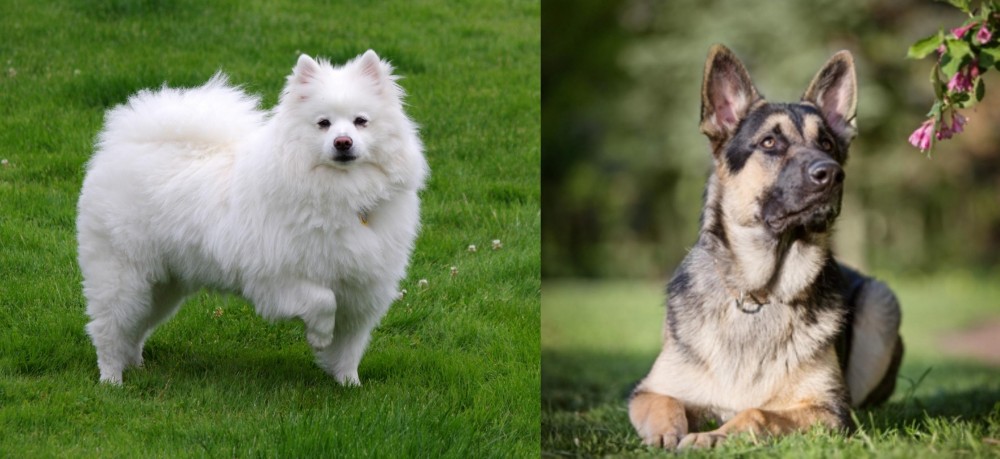 East European Shepherd vs American Eskimo Dog - Breed Comparison