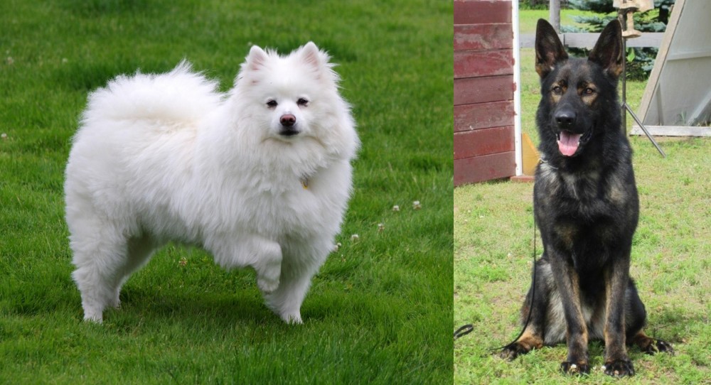 East German Shepherd vs American Eskimo Dog - Breed Comparison