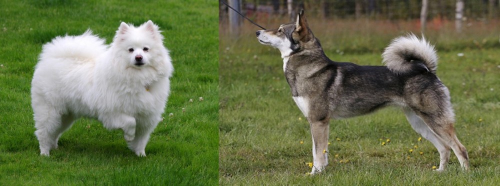 East Siberian Laika vs American Eskimo Dog - Breed Comparison