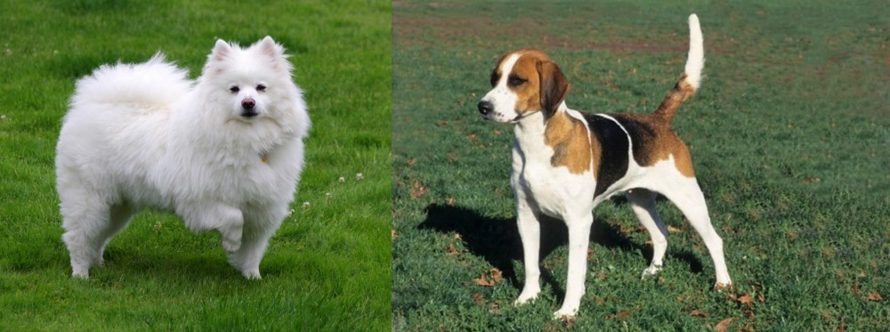 English Foxhound vs American Eskimo Dog - Breed Comparison