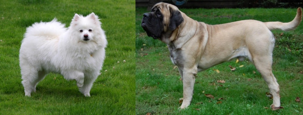 English Mastiff vs American Eskimo Dog - Breed Comparison