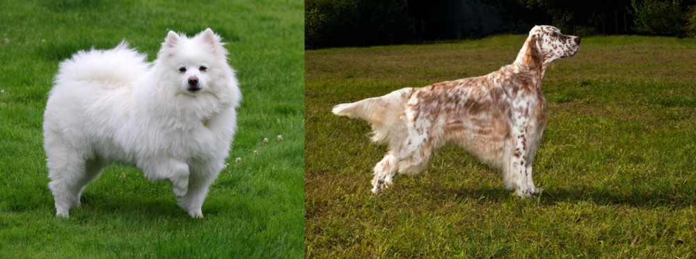 English Setter vs American Eskimo Dog - Breed Comparison