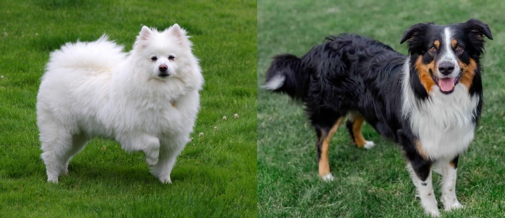 English Shepherd vs American Eskimo Dog - Breed Comparison