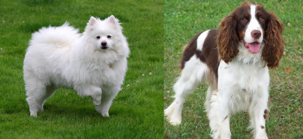 English Springer Spaniel vs American Eskimo Dog - Breed Comparison