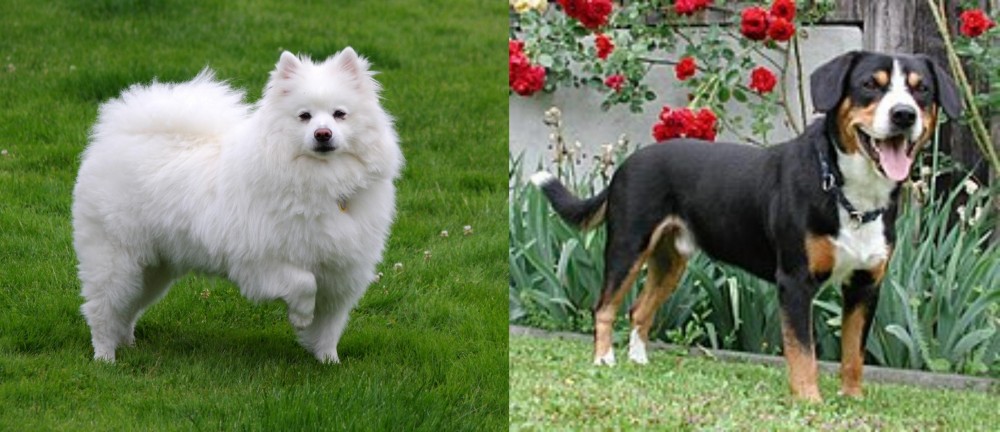Entlebucher Mountain Dog vs American Eskimo Dog - Breed Comparison