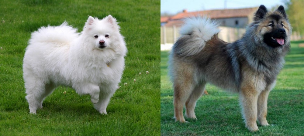 Eurasier vs American Eskimo Dog - Breed Comparison