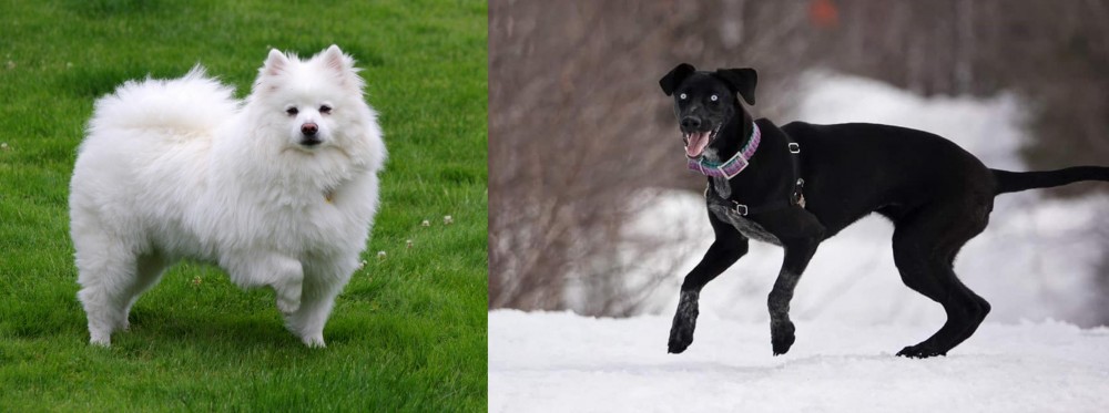 Eurohound vs American Eskimo Dog - Breed Comparison