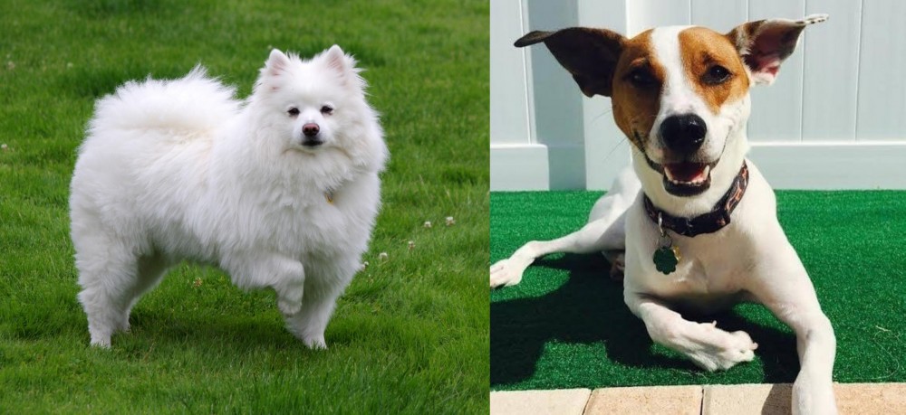 Feist vs American Eskimo Dog - Breed Comparison