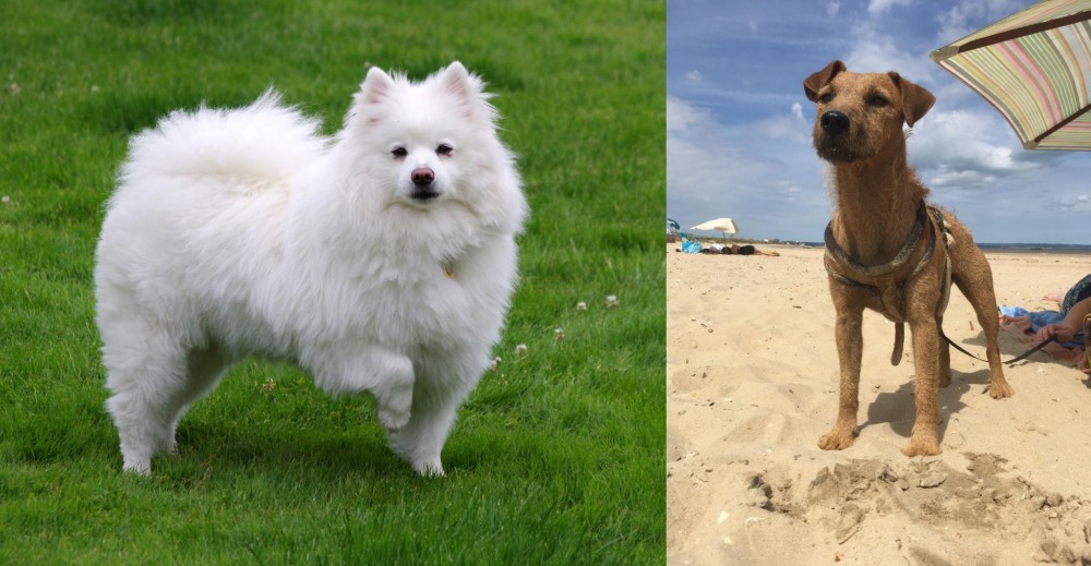 Fell Terrier vs American Eskimo Dog - Breed Comparison