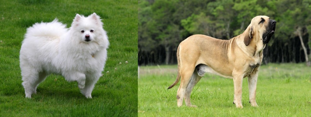 Fila Brasileiro vs American Eskimo Dog - Breed Comparison