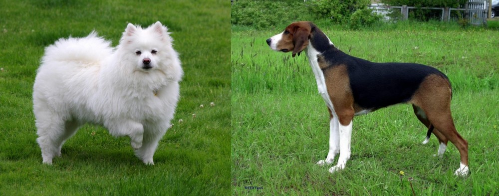 Finnish Hound vs American Eskimo Dog - Breed Comparison