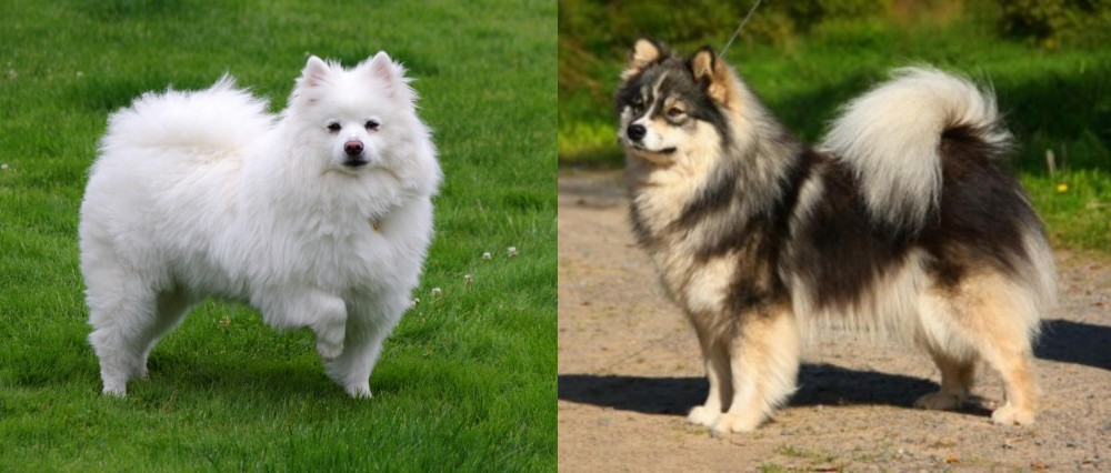 Finnish Lapphund vs American Eskimo Dog - Breed Comparison