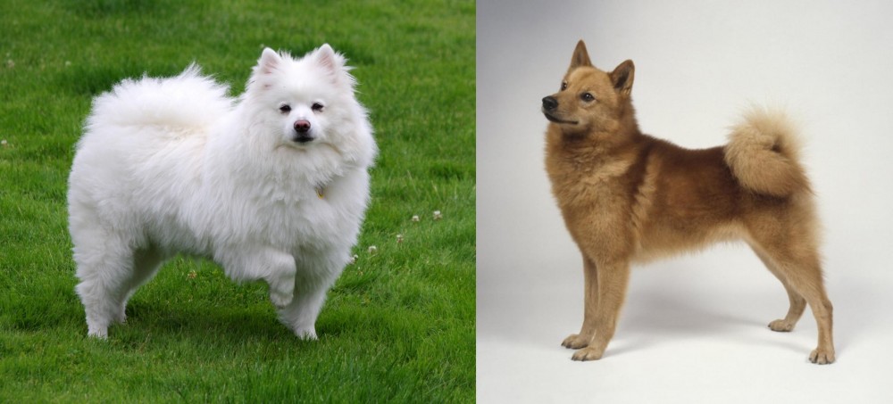Finnish Spitz vs American Eskimo Dog - Breed Comparison