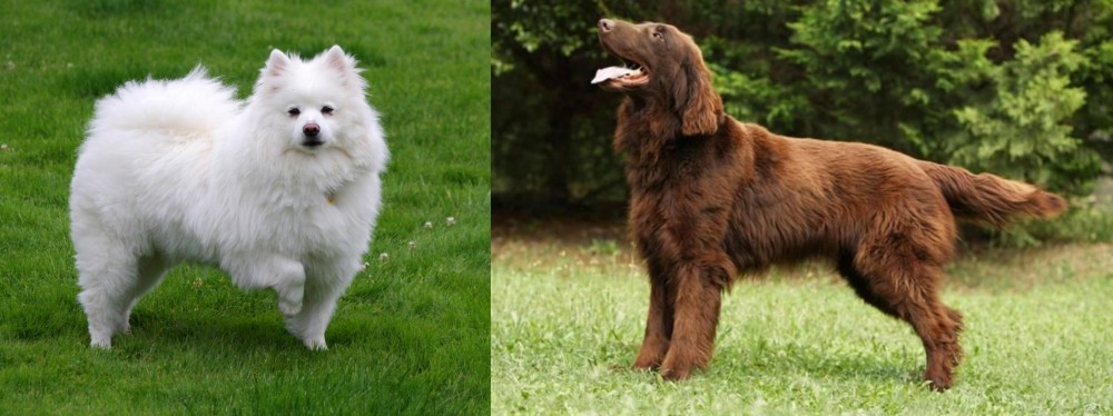 Flat-Coated Retriever vs American Eskimo Dog - Breed Comparison