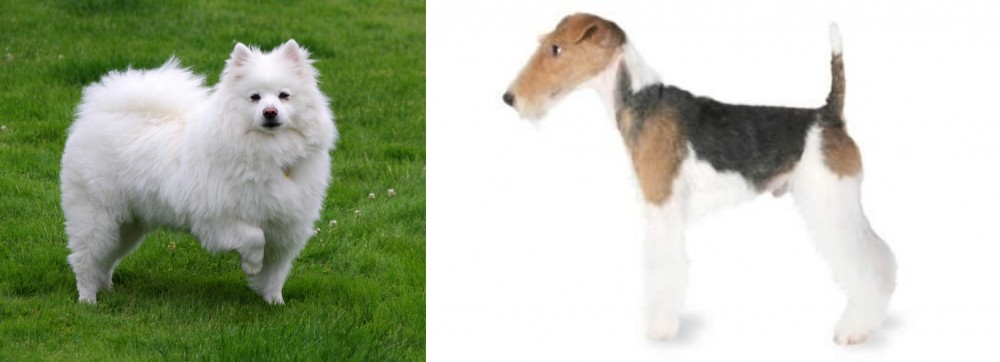 Fox Terrier vs American Eskimo Dog - Breed Comparison