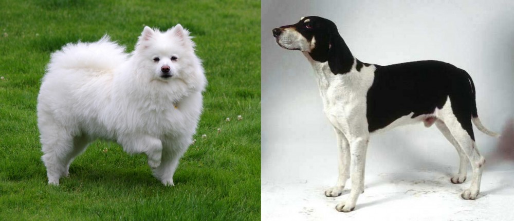 Francais Blanc et Noir vs American Eskimo Dog - Breed Comparison