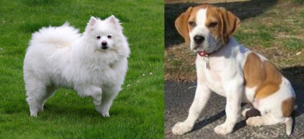 Francais Blanc et Orange vs American Eskimo Dog - Breed Comparison