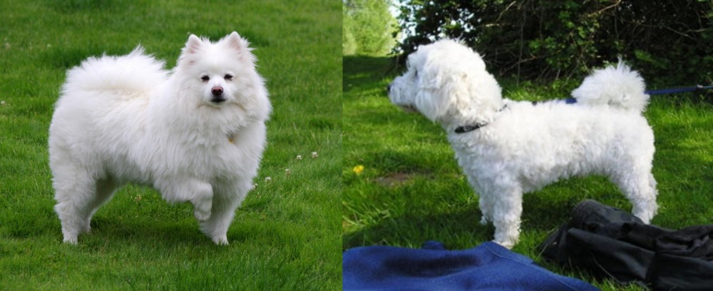 Franzuskaya Bolonka vs American Eskimo Dog - Breed Comparison