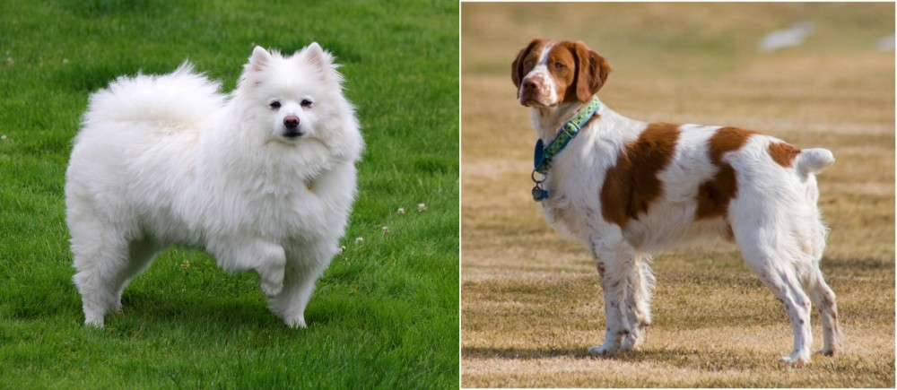 French Brittany vs American Eskimo Dog - Breed Comparison