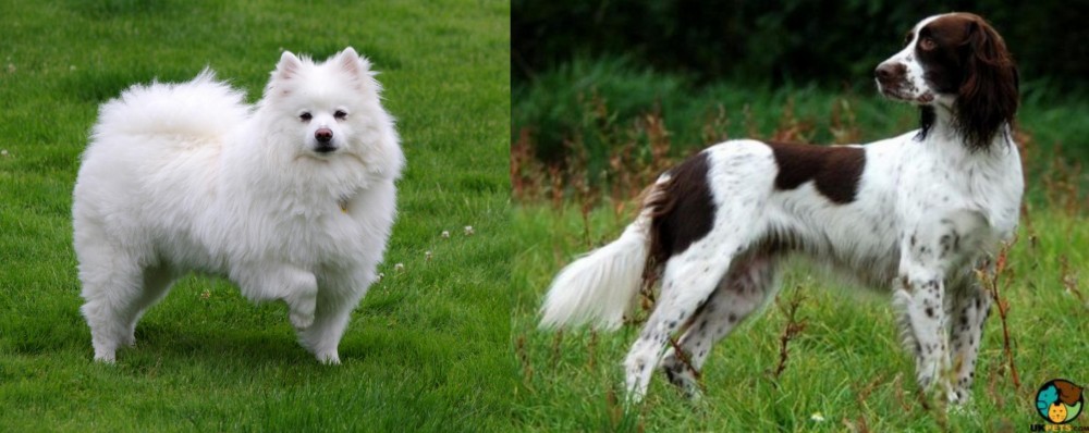 French Spaniel vs American Eskimo Dog - Breed Comparison