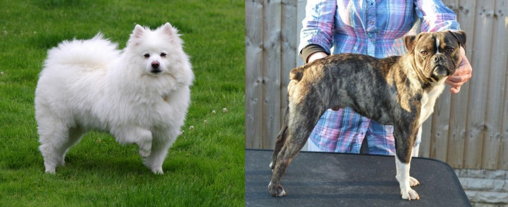 Fruggle vs American Eskimo Dog - Breed Comparison