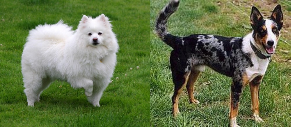 German Coolie vs American Eskimo Dog - Breed Comparison