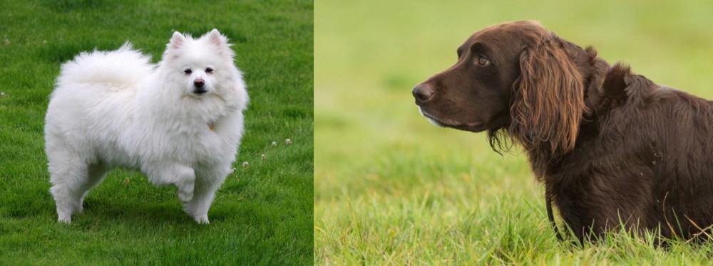 German Longhaired Pointer vs American Eskimo Dog - Breed Comparison