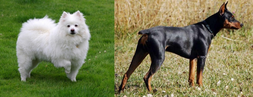 German Pinscher vs American Eskimo Dog - Breed Comparison