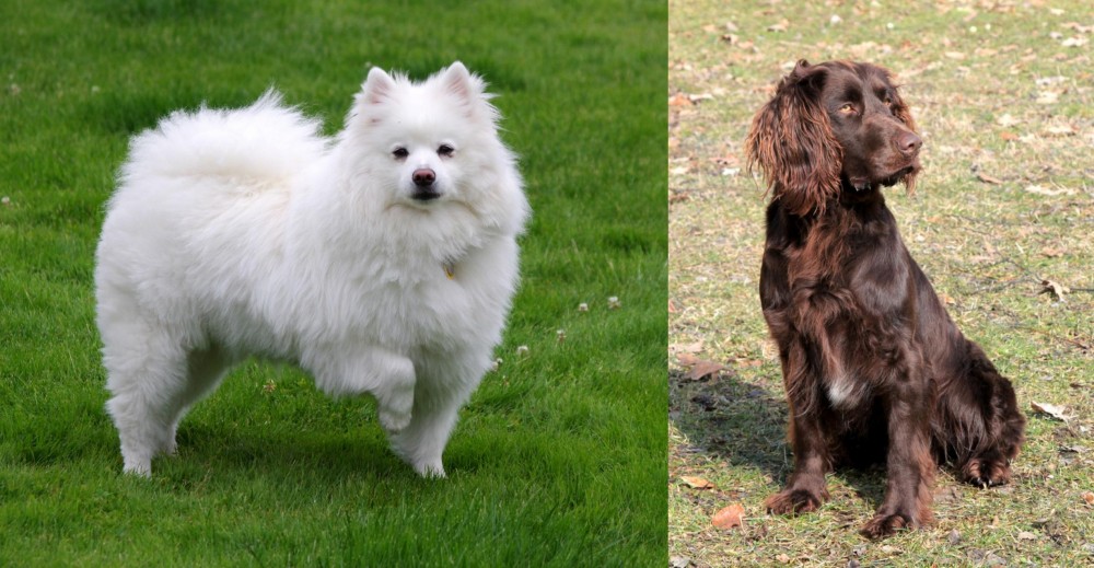 German Spaniel vs American Eskimo Dog - Breed Comparison